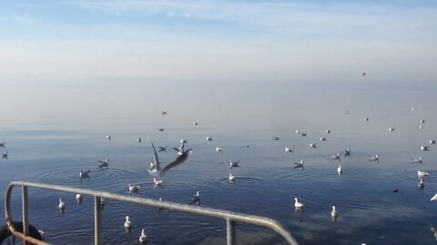 Sea Sounds and Seagull Voices in Thetis and Nea Krini Park