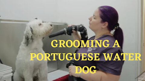 Grooming a Portuguese Water Dog / Lovely Dog.