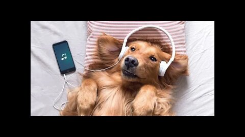 🐕 Dog Music To Make Them Happy! 8 Hours
