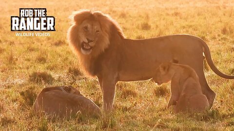 Lion Honeymoon Interrupted By The Family | Maasai Mara Safari | Zebra Plains
