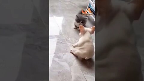 baby cat slapped baby dogs he go to cage #babycats #babydogs #Petsandwild