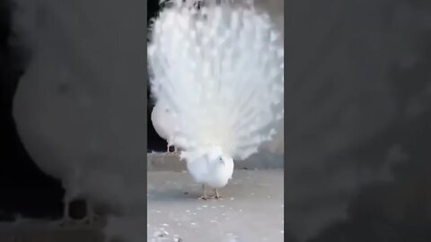 मोर नाच रहा है😍Peacock Dancing 👈