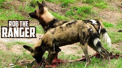 African Painted Wolves With A Nyala Meal | Archive Footage