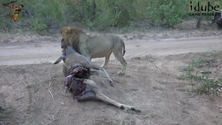 Lion Takes Leopard's Kudu