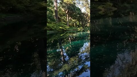 The Black Pond at Alfred B. Maclay Gardens State Park 11 #shorts