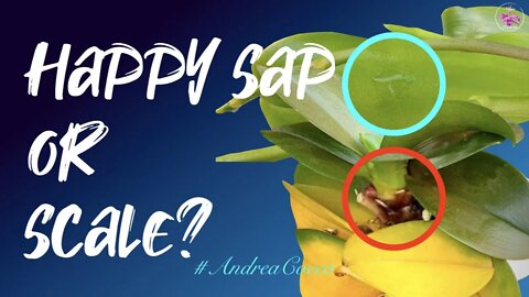 How to tell the difference between #HappySap or #Scale on your #orchids? | Dangers the two can pose!