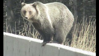 GRIZZLY BEAR at the HIGHWAY