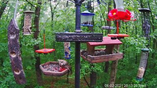 Female eastern screech owl catches male northern cardinal at bird feeder!