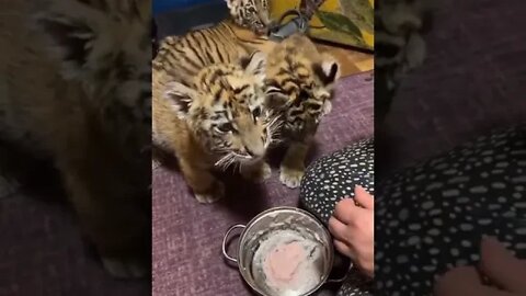 The most cultured tiger cubs in the world! #cute #cubs #tiger #short #shots #virul #virulvideo