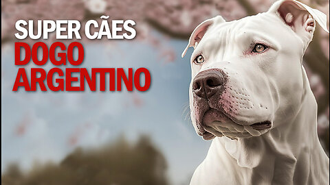 Super Cães | Dogo Argentino | JV Jornalismo Verdade