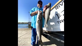 Giant Striped Bass Colorado River Bullhead City September 2nd 2021