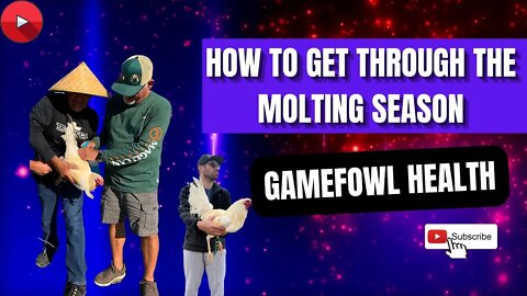 HOW TO GET THROUGH the Gamefowl Molting Season