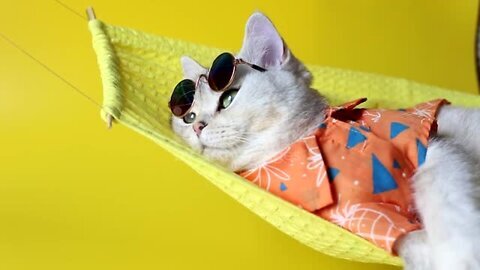 Adorable white cat in sunglasses and an shirt, lies on a fabric hammock, on a yellow background.