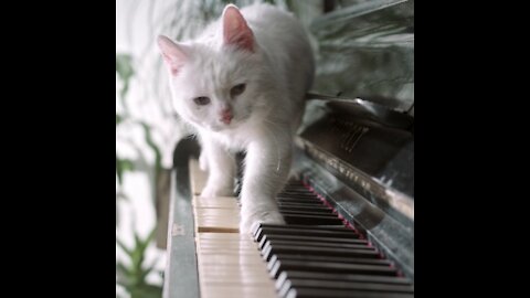 Cute cat playing piano