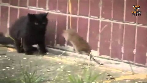 Funny Rat vs Cat Fights Compilation