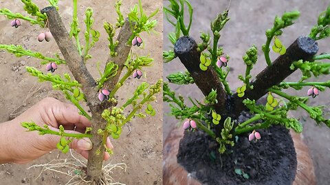 🌱✂️ Unlock the Magic: Propagating Mango Trees with Aloe Vera in Coconut Fruit! 🌴🥭 #nature #asmr