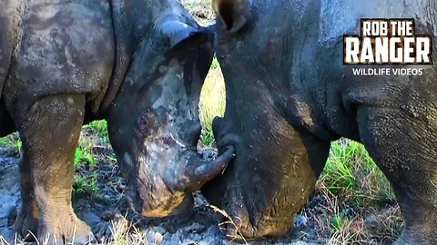 Young Bull Rhinos Clash | Archive Footage