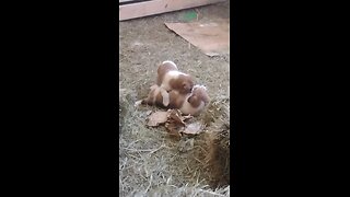 Playfull puppies biting on each other.