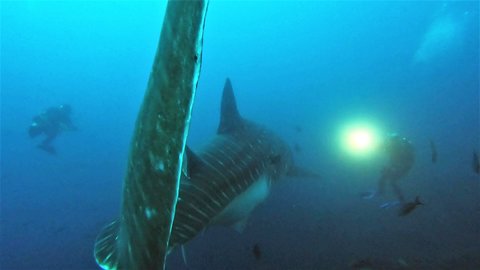 Massive whale sharks swims right through group of scuba divers