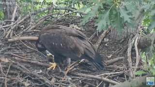 Hays Eagles H12 visits the nest 2020 07 11 09 17 24 901