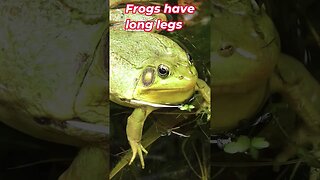 What's The Difference Between Frogs And Toads? 🌞
