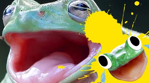 Frogs can vomit their entire stomach inside out