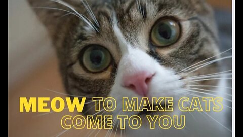 Sounds that attract cats - Meow to make cats come to you