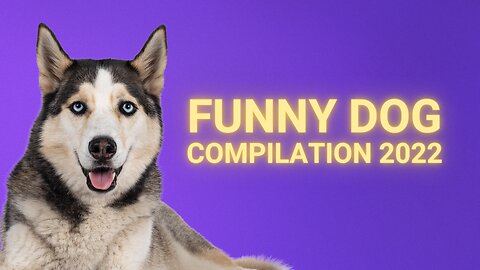Funny Dog Compilation - November 2022 Latest Edition
