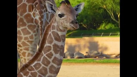 Slow your scroll for giraffe calf zoomies