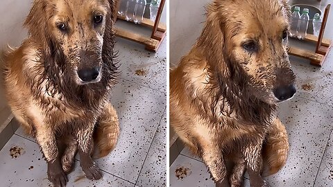Dirty Pup Makes Enormous Mess With Muddy Paws