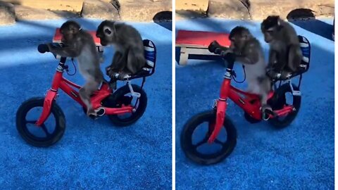 two monkeys enjoying a bicycle