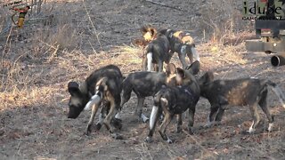 African Painted Dog Pups