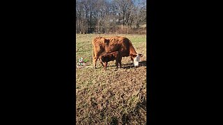 Momma cow and baby bull calf.
