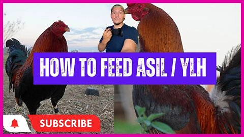 HOW To Feed and Cross - Asil / YLH Gamefowl #LWFClips