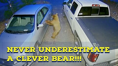 Ring Video Cameras Catching Animals doing Funny Things #ringvideodoorbell #funnyanimals #animals