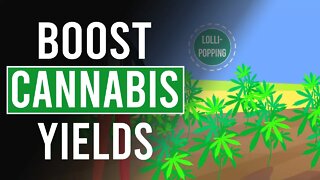 Boost Cannabis Yields with Lolli-Popping!