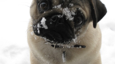 Cute Pug Gets Pedicure