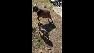 Baby Goat and Baby Frenchton face each other