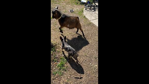 Baby Goat and Baby Frenchton face each other