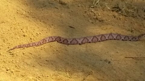 She never knew it was a near-4 FOOT COPPERHEAD SNAKE! Illinois pond life