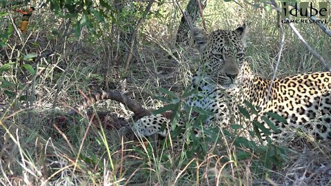 Female Leopard Finishing The Last Of Her Meal
