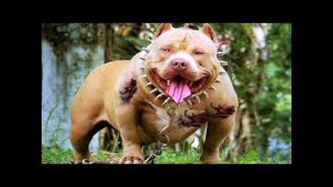 MOST DANGEROUS Dog Breeds In The World!