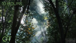 Rainforest Sounds for Relaxing| Studying| Sleeping| Rainforest Ambience| Wildlife Sounds 10 Hours