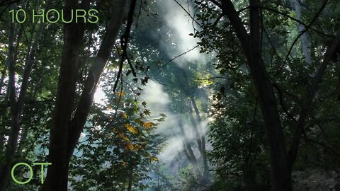 Rainforest Sounds for Relaxing| Studying| Sleeping| Rainforest Ambience| Wildlife Sounds 10 Hours