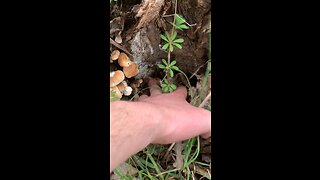 Forest Mushroom Foraging