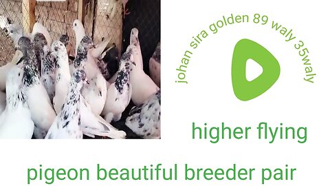New parvaazi lakhy chapry pigeon beautiful breeder pair higher flying