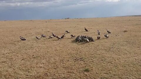 Vultures Eating A Hyena Live From Maasai Mara | Zebra Plains