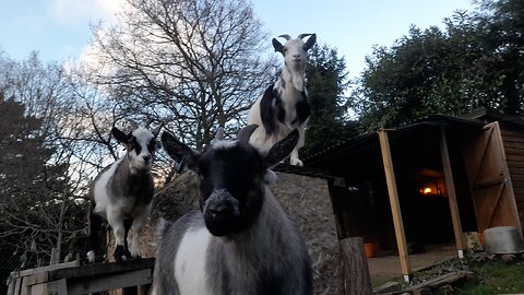 Introducing my 3 goats - a whole load of cuteness!