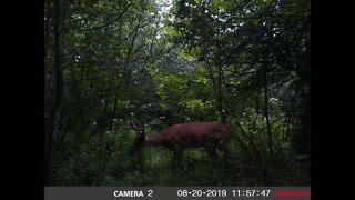 GAME CAM IN VELVET