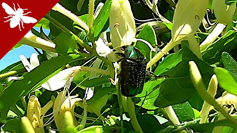 The rose chafer (Cetonia aurata) eats honeysuckle (Lonicera etrusca) flowers